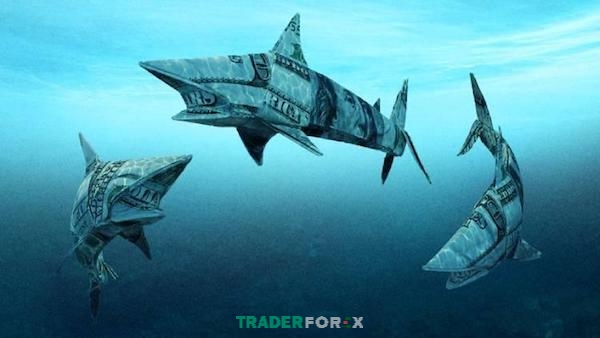 Khám phá chủ đề cá mập trong Forex và cách giao dịch hiệu quả trên thị trường